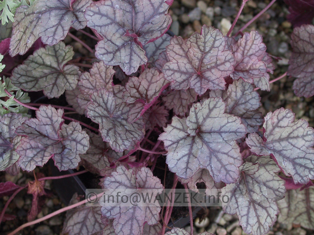 Heuchera Hybride Prince of Silver 2.JPG